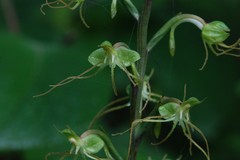 Habenaria multicaudata
